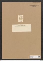 Stylobiblium divisum Ehr. (de-Toni-Nr.: Genus 91, Species 3021) Zeichnungen Sammlung Grunow Nr. 6120 (NHMW-BOT-W0374655)